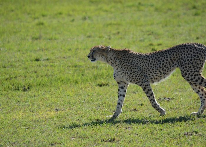 Cheetah in Uganda Wildlife Education Center