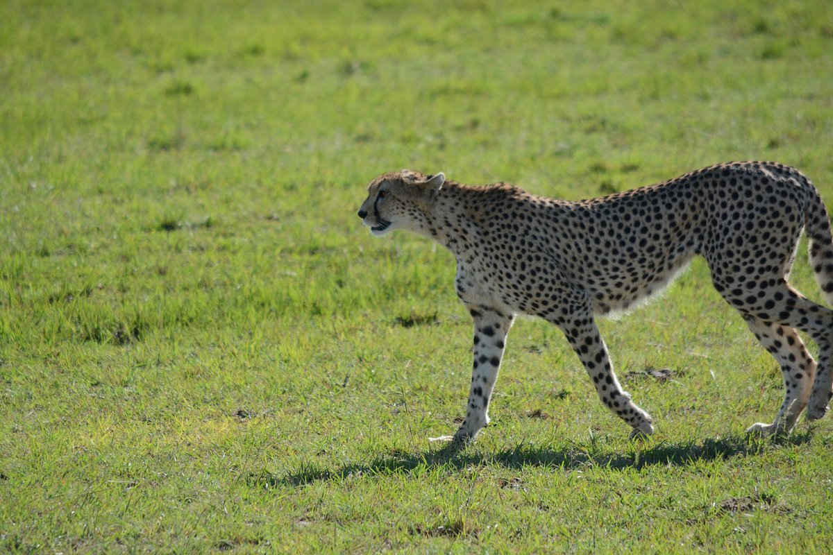 Cheetah in Uganda Wildlife Education Center