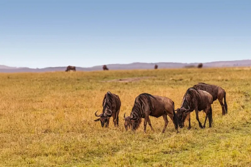 African Safari Cost Breakdown