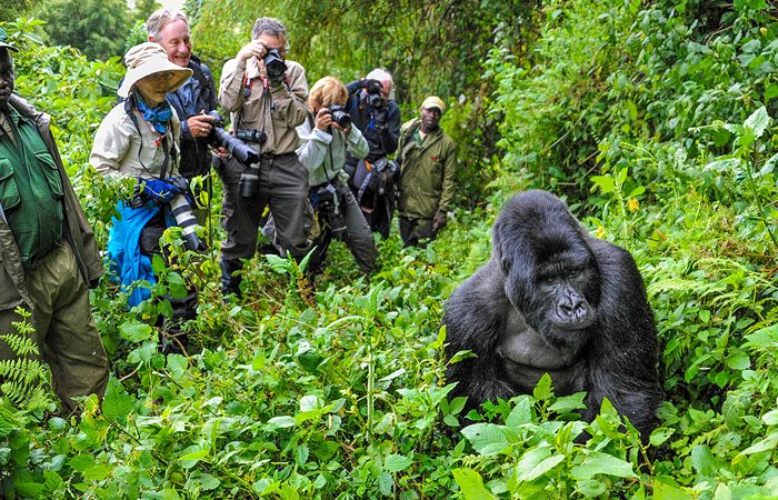 Gorilla Trekking in Uganda