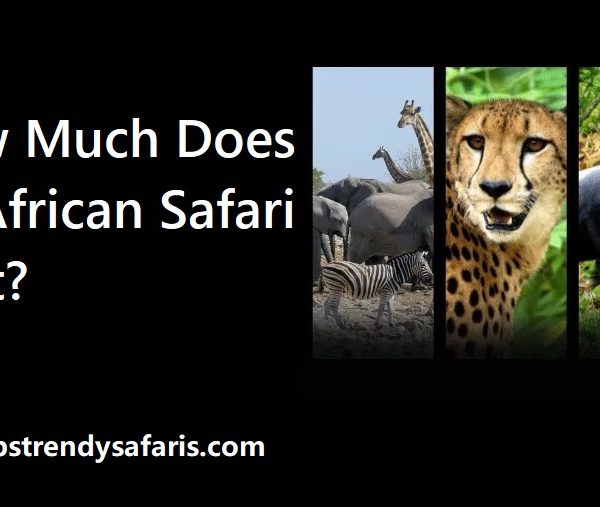 How Much Does an African Safari Cost