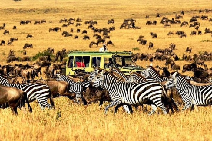 Ngorongoro Crater Safari Guide Image
