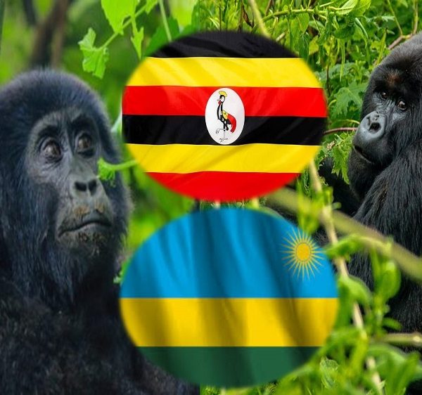 Uganda vs Rwanda Safari